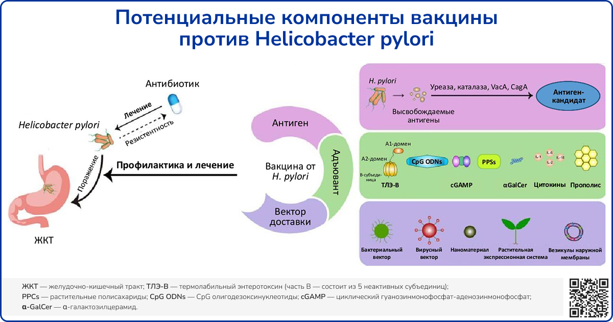 Потенциальные компоненты вакцины против H pylori